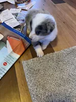 Bailey, a female Australian Shepherd for sale in Rosedale, VA – Photo 6 of 7