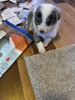 Bailey, a female Australian Shepherd for sale in Rosedale, VA – Photo 5 of 7