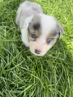 Bailey, a female Australian Shepherd for sale in Rosedale, VA – Photo 7 of 7