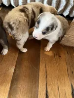 Bailey, a female Australian Shepherd for sale in Rosedale, VA – Photo 2 of 7