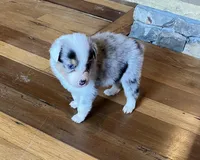 Bailey, a female Australian Shepherd for sale in Rosedale, VA – Photo 1 of 7