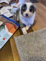 Bailey, a female Australian Shepherd for sale in Rosedale, VA – Photo 3 of 7