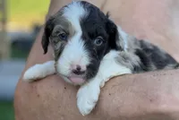 Coral , a female Aussiedoodle for sale in Rosedale, VA – 3 of 3