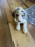 Poppy light pink , a female Aussiedoodle for sale in Rosedale, VA – 3 of 3