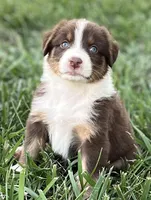 Sammy, a male Australian Shepherd for sale in Rosedale, VA – Photo 2 of 2