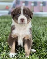 Sammy, a male Australian Shepherd for sale in Rosedale, VA – Photo 1 of 2