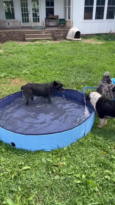 Bindi, a female Australian Cattle Dog for sale in Rosedale, VA – 8 of 8