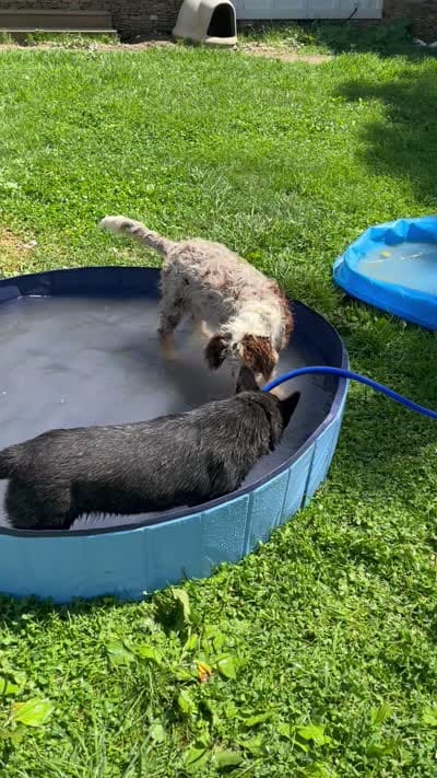 Bindi, a female Australian Cattle Dog for sale in Rosedale, VA – 7 of 8