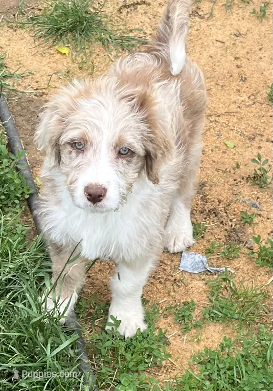 Matthew – Aussiedoodle puppy for sale in Rosedale, VA