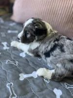 Louis, a male Aussiedoodle for sale in Rosedale, VA – 1 of 2