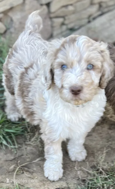 Light Blue Bubba – Aussiedoodle puppy for sale in Rosedale, VA