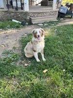 Honey , a female Australian Shepherd for sale in Rosedale, VA – 4 of 6