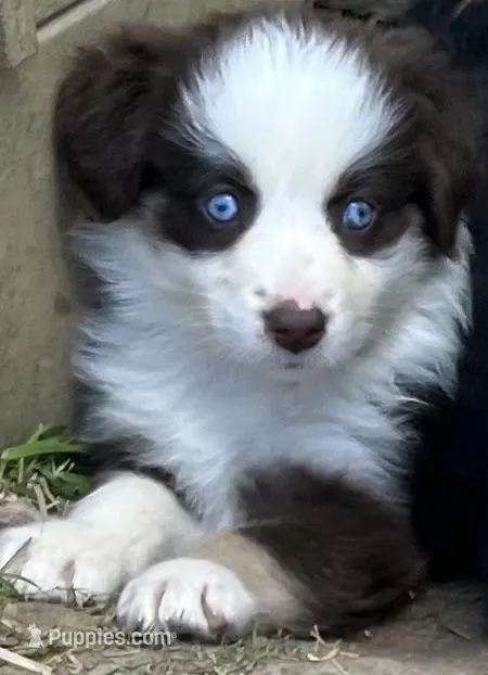 Lily, a female Australian Shepherd for sale in Rosedale, VA – Photo 1 of 3