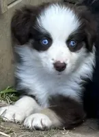Lily, a female Australian Shepherd for sale in Rosedale, VA – Photo 1 of 3
