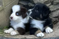 Lily, a female Australian Shepherd for sale in Rosedale, VA – Photo 3 of 3