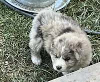 Teak Color Teddy, a male Australian Shepherd for sale in Rosedale, VA – Photo 1 of 6