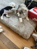 Teak Color Teddy, a male Australian Shepherd for sale in Rosedale, VA – Photo 2 of 6