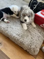 Teak Color Teddy, a male Australian Shepherd for sale in Rosedale, VA – Photo 5 of 6