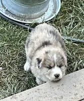 Teak Color Teddy, a male Australian Shepherd for sale in Rosedale, VA – Photo 3 of 6