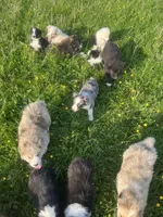 Teak Color Teddy, a male Australian Shepherd for sale in Rosedale, VA – Photo 6 of 6