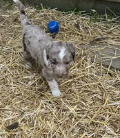 Madison, a female Aussiedoodle for sale in Rosedale, VA – Photo 2 of 5