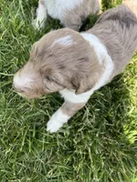 Madison, a female Aussiedoodle for sale in Rosedale, VA – Photo 3 of 5