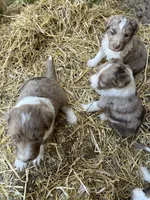 Madison, a female Aussiedoodle for sale in Rosedale, VA – Photo 4 of 5