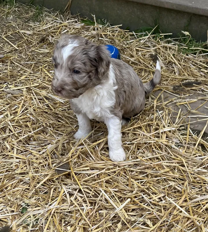 Madison – Aussiedoodle puppy for sale in Rosedale, VA