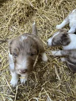 Madison, a female Aussiedoodle for sale in Rosedale, VA – Photo 5 of 5