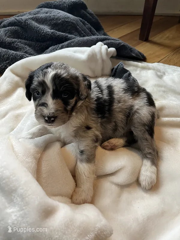 Lolo – Aussiedoodle puppy for sale in Rosedale, VA