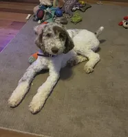 Light Blue Bubba, a male Aussiedoodle for sale in Rosedale, VA – 2 of 5