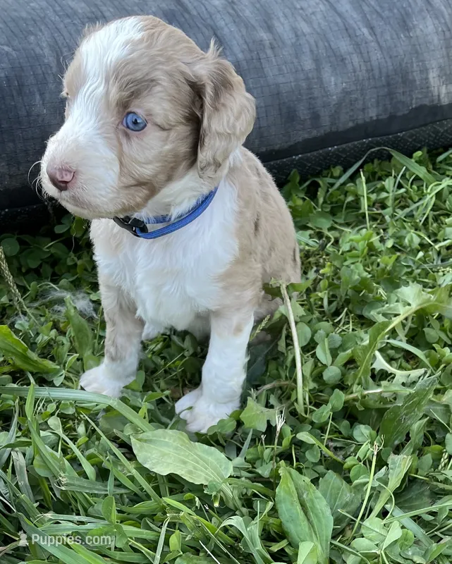 Royal Blue – Aussiedoodle puppy for sale in Rosedale, VA