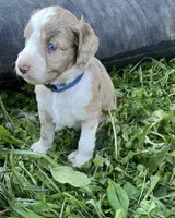 Royal Blue, a male Aussiedoodle for sale in Rosedale, VA – 1 of 4