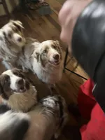 Rosie, a female Australian Shepherd for sale in Rosedale, VA – Photo 8 of 8