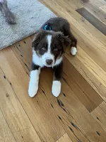 Rosie, a female Australian Shepherd for sale in Rosedale, VA – Photo 2 of 8