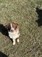 Rosie, a female Australian Shepherd for sale in Rosedale, VA – Photo 7 of 8