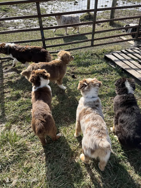 Rosie, a female Australian Shepherd for sale in Rosedale, VA – Photo 1 of 8