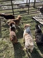 Rosie, a female Australian Shepherd for sale in Rosedale, VA – Photo 1 of 8