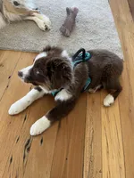 Rosie, a female Australian Shepherd for sale in Rosedale, VA – Photo 4 of 8