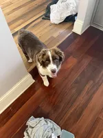 Rosie, a female Australian Shepherd for sale in Rosedale, VA – Photo 5 of 8