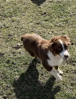 Rosie, a female Australian Shepherd for sale in Rosedale, VA – Photo 3 of 8