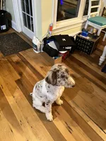 Lolo, a female Aussiedoodle for sale in Rosedale, VA – 6 of 6