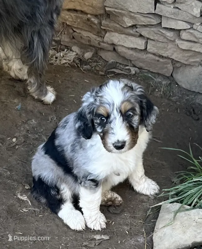 Louis – Aussiedoodle puppy for sale in Rosedale, VA