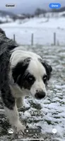 Lolo, a female Aussiedoodle for sale in Rosedale, VA – 2 of 6