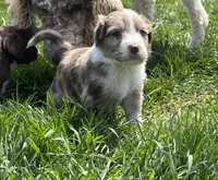 Matthew, a male Aussiedoodle for sale in Rosedale, VA – Photo 1 of 4