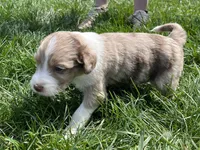 Matthew, a male Aussiedoodle for sale in Rosedale, VA – Photo 4 of 4