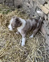 Matthew, a male Aussiedoodle for sale in Rosedale, VA – Photo 3 of 4
