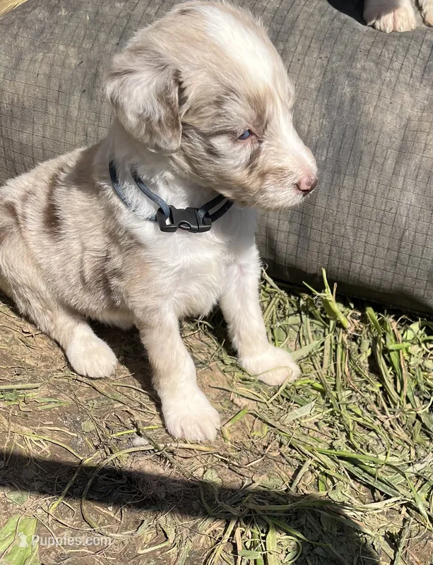 Navy – Aussiedoodle puppy for sale in Rosedale, VA