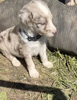 Navy, a female Aussiedoodle for sale in Rosedale, VA – 1 of 1