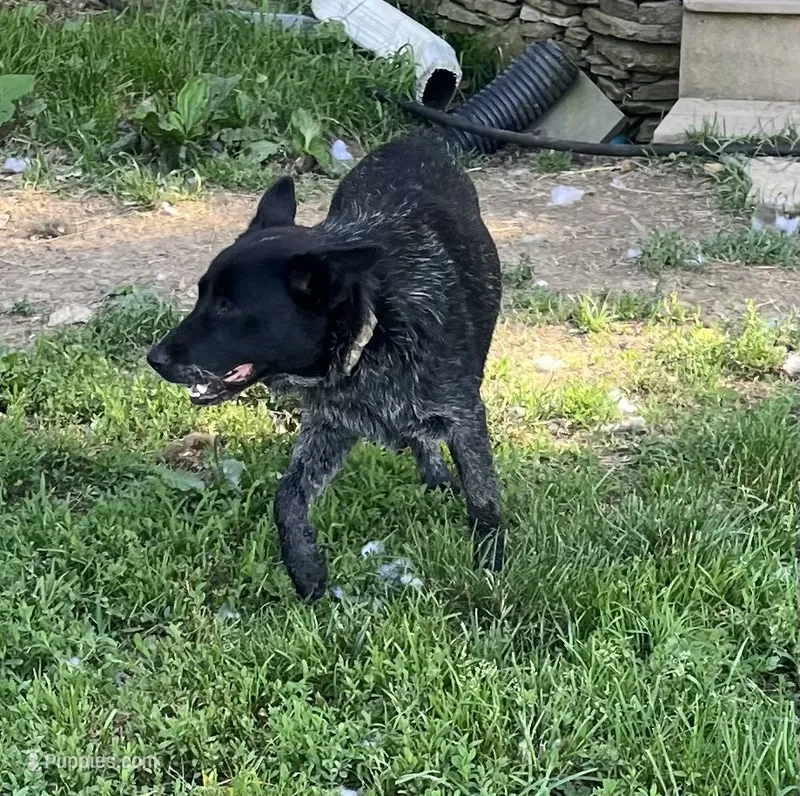 Bindi – Australian Cattle Dog puppy for sale in Rosedale, VA